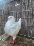 King kingi sprzedam