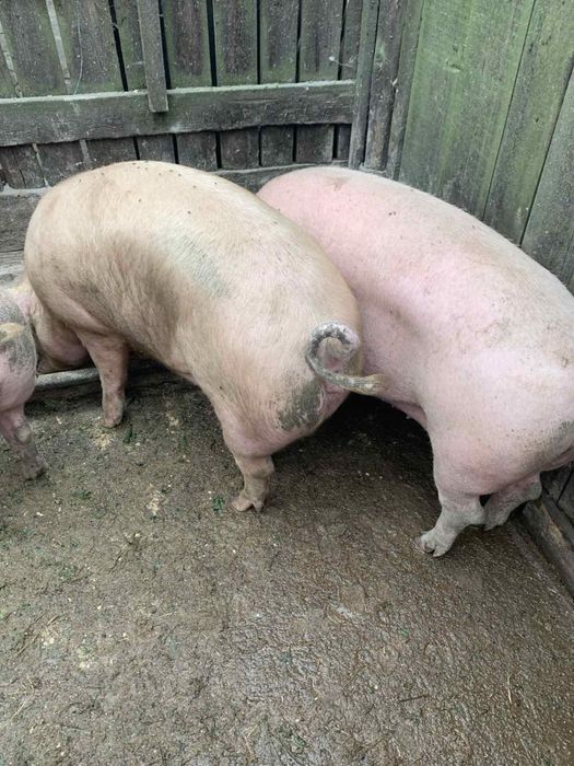 Продам свиней беконноі породи живою вагою, ціна за кг