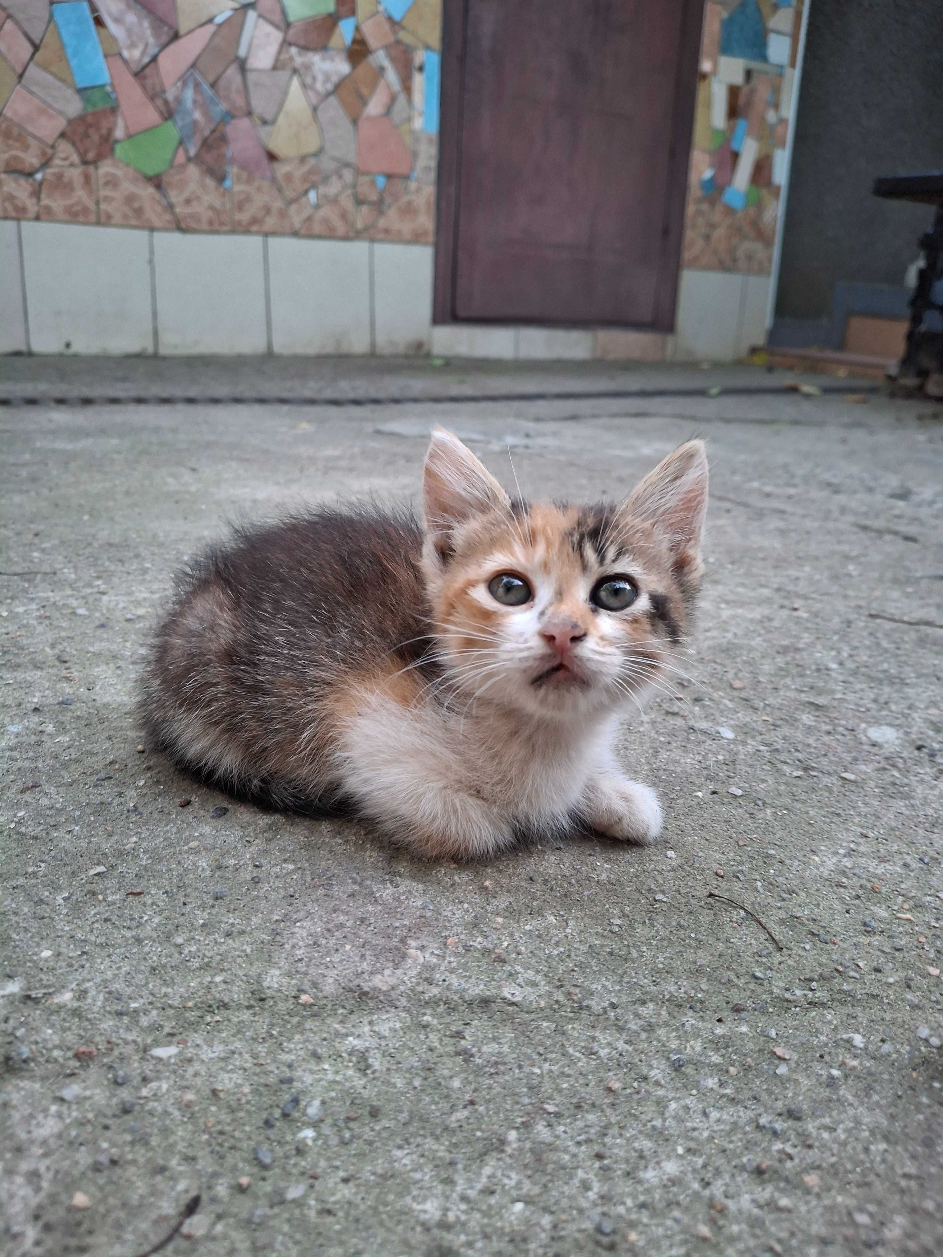 Отдам котят в хорошие ручки