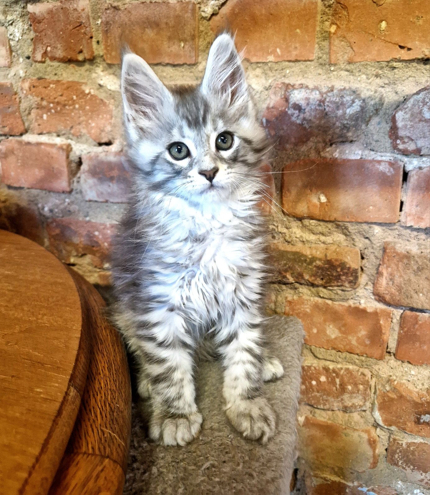 Rezerwacja Maine Coon, rodowód FPL