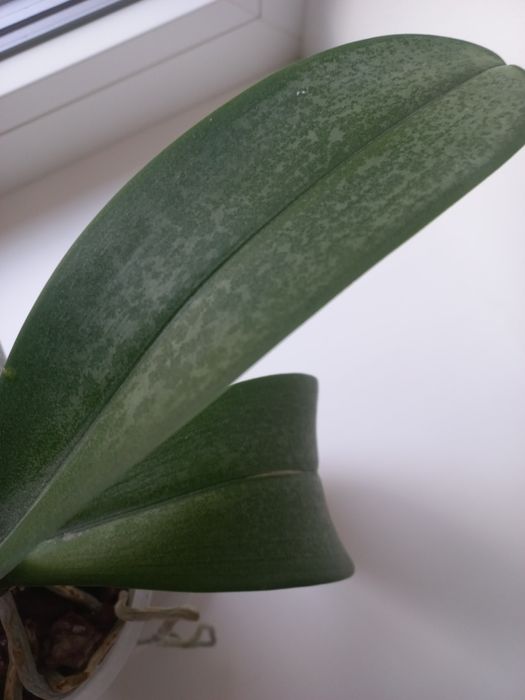 Орхідея, фаленопсис