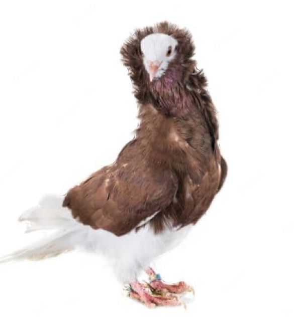 Pombos de ornamentacao