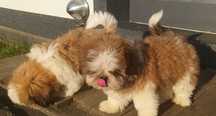 Shih Tzu piesek bez przepukliny