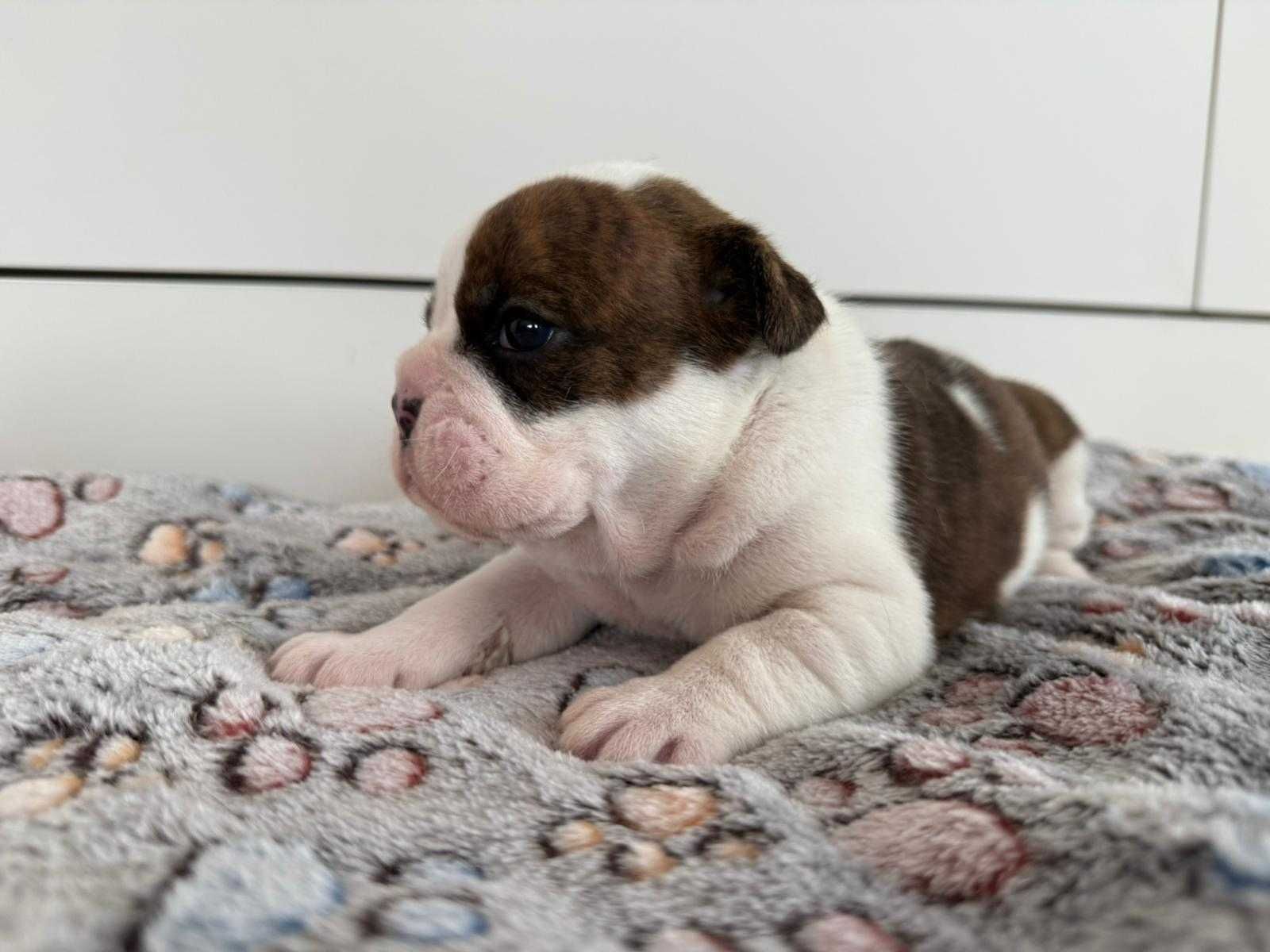 Buldog angielski sunia