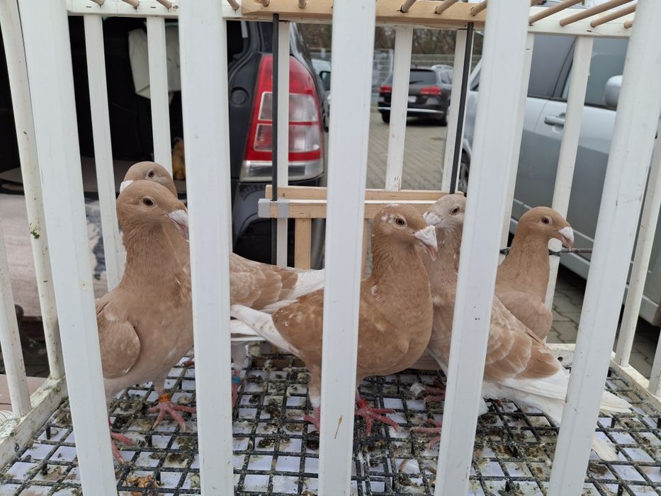 Gołebie Rzeszowskie