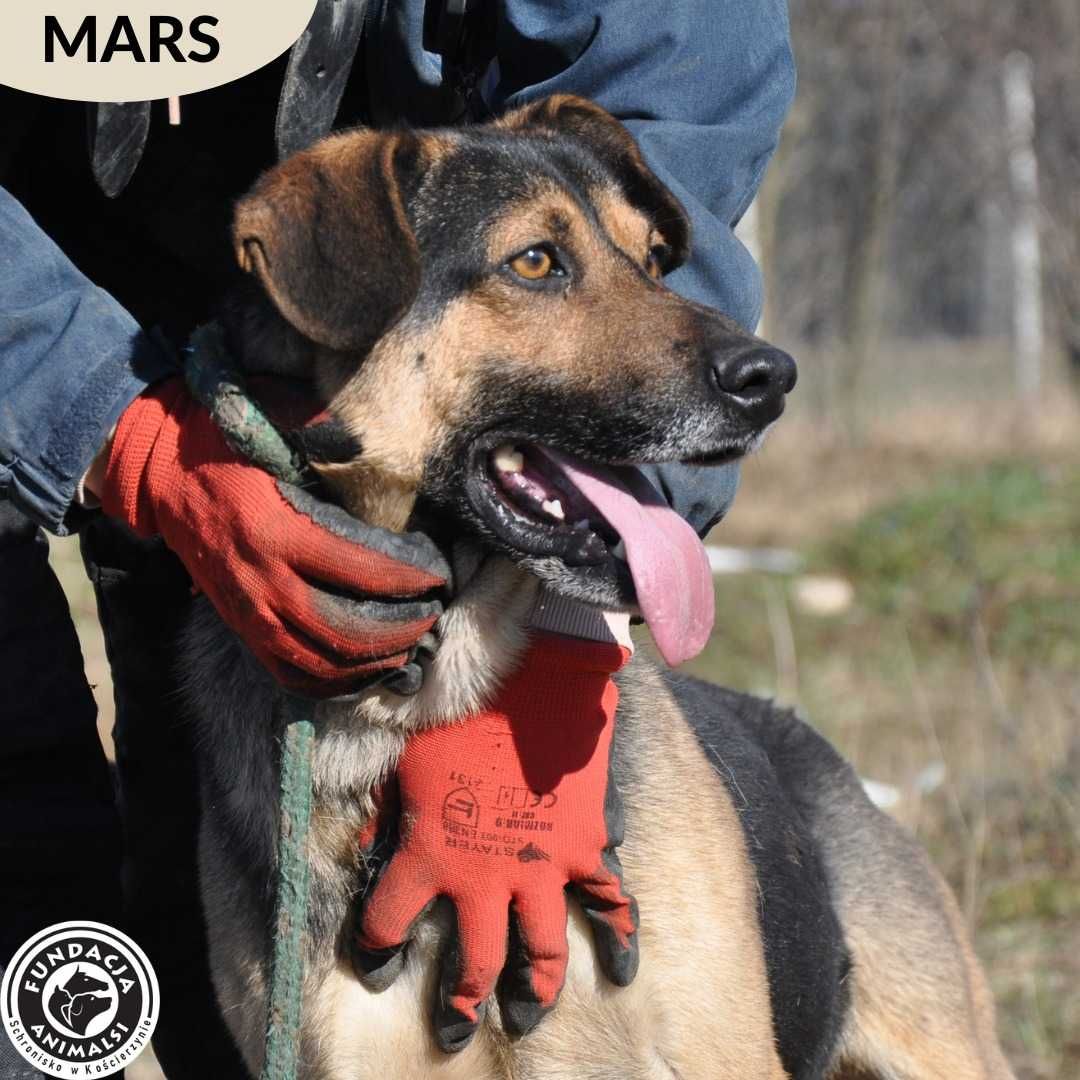 MARS czeka na dobry dom