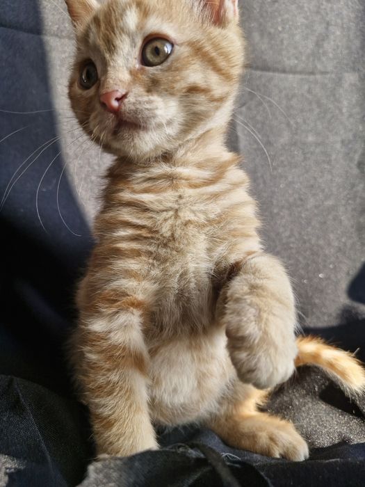 Кошеня в добрі руки