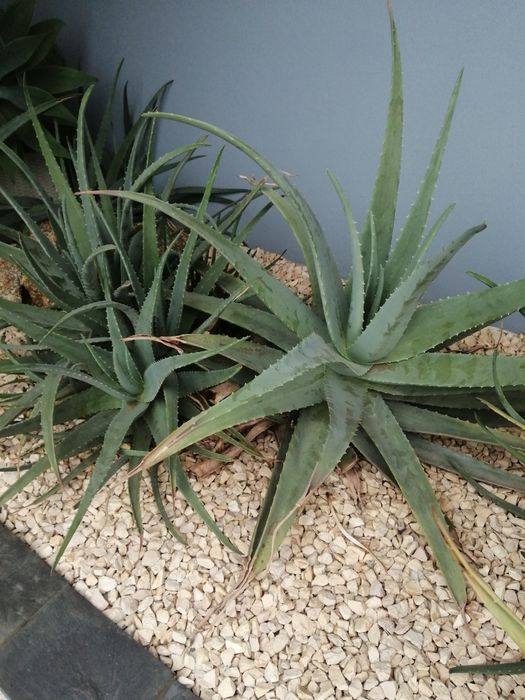 Catos Aloe Vera de vários tamanhos