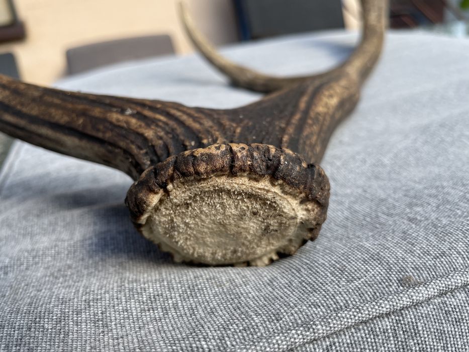 Poroże jelenia 53 cm