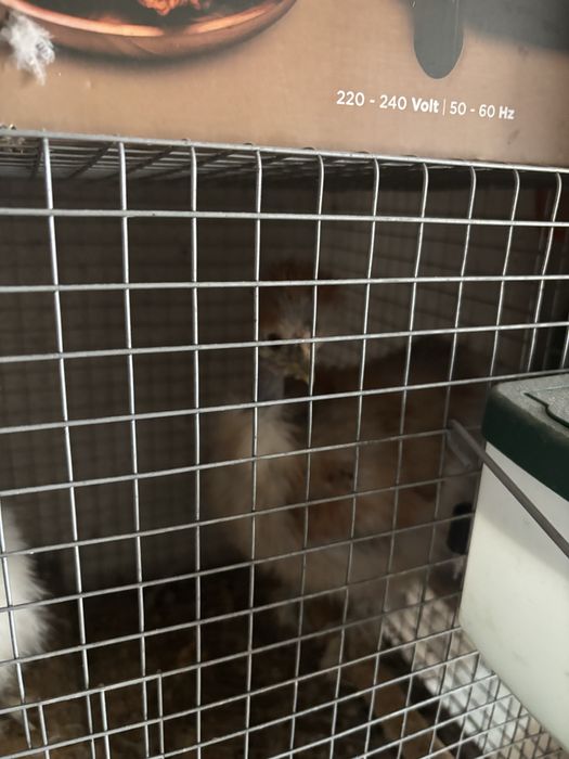 Vendo sedosas pescoço