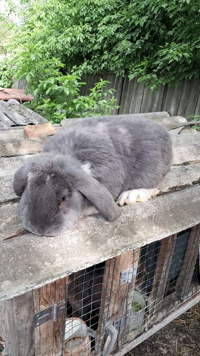 Кріль французський баран.