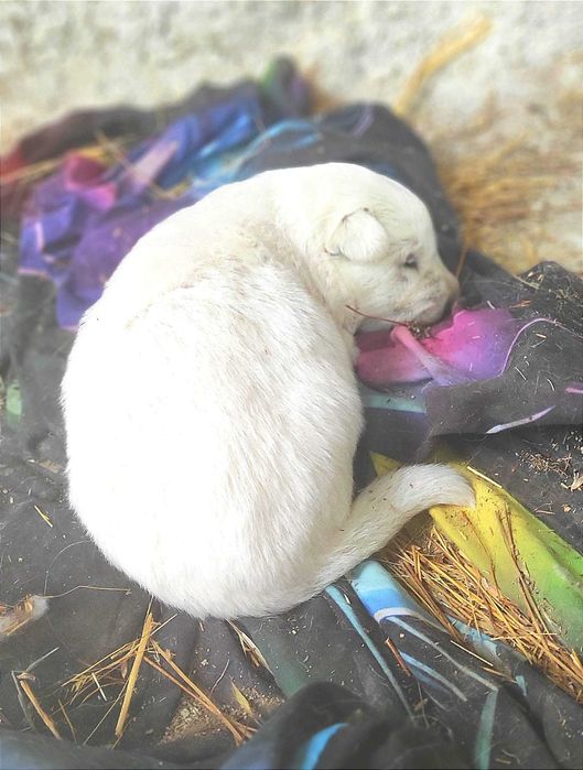 Pastor Suiço - excelente qualidade