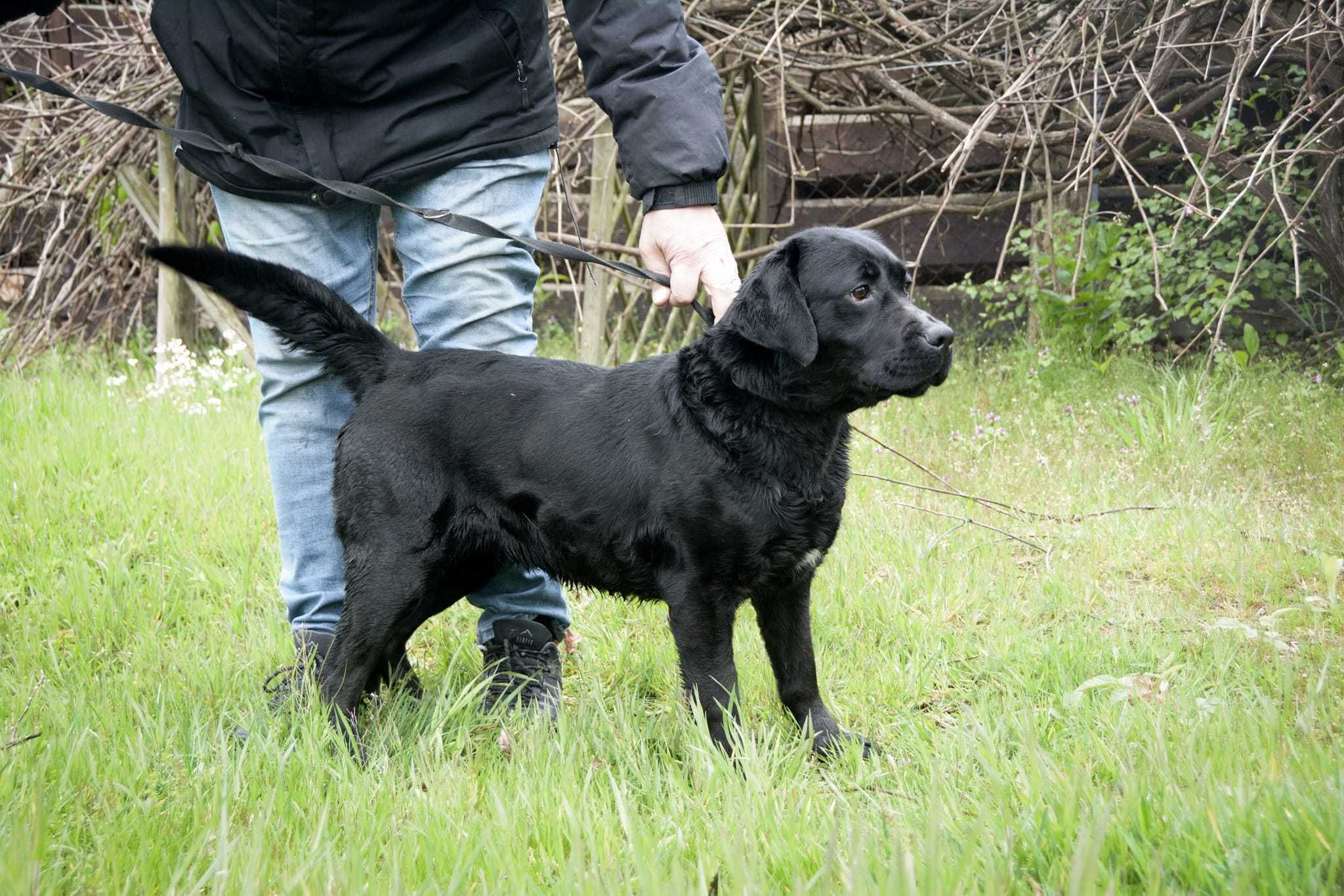 szukająca swojego człowieka żywiołowa hazel czeka w schronisku