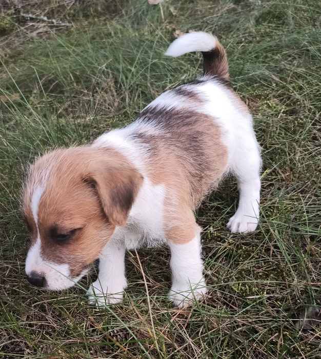 Pies parson Russell terrier