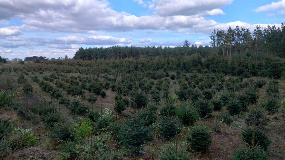 CHOINKI świerk pospolity