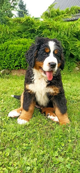 Berneński pies pasterski piesek