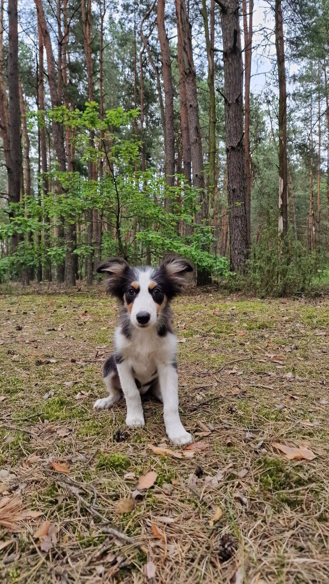 Border Collie suczka czarno biała tricolor