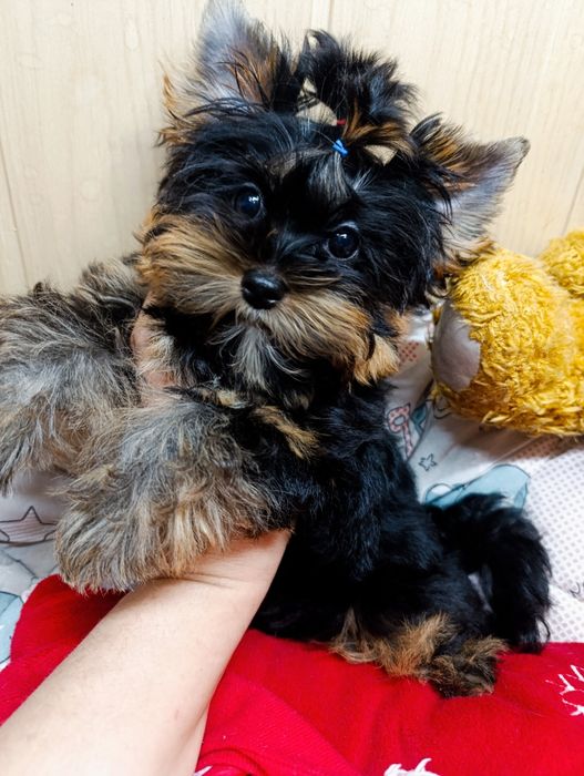 Йорк міні хлопчик 3 місяці