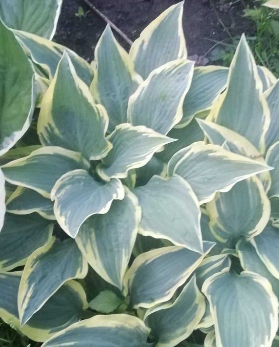 Хоста зі свого саду