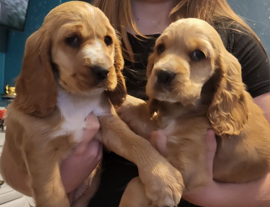 Coker spaniel angielski suczka