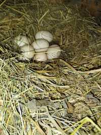Інкубаційне яйце індокачки