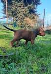 Szczeniak suczka - Rhodesian Ridgeback - Hodowla ZKwP