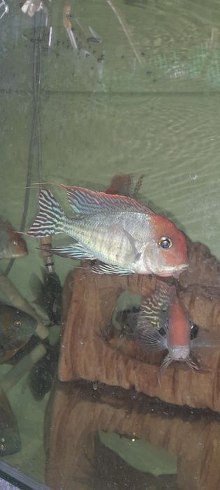 Ziemiojad RED HEAD tapajos 5-6cm wysyłka.