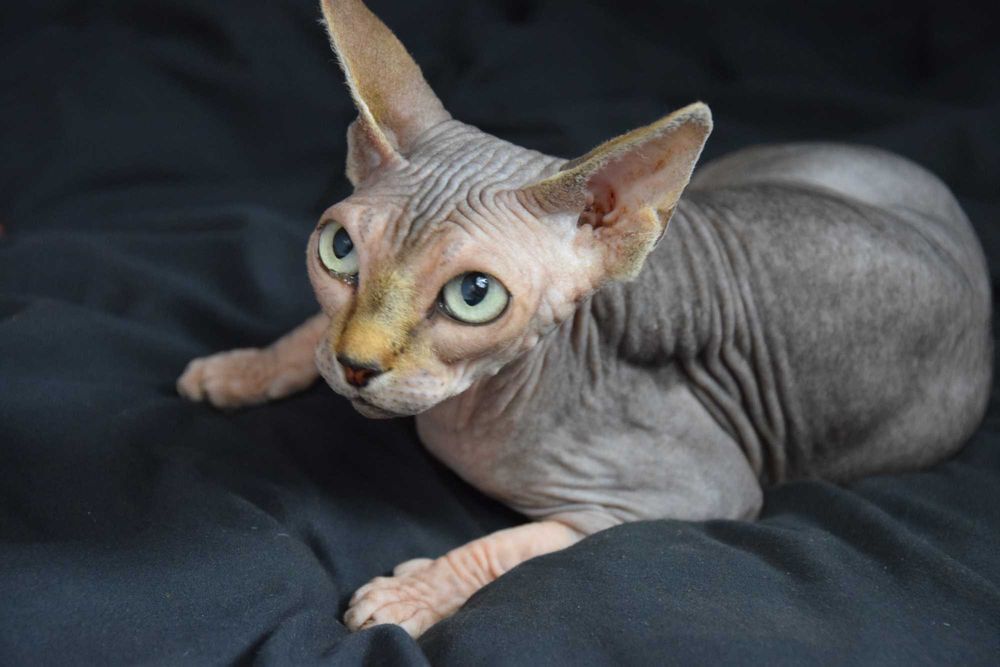 Sfinks kanadyjski- kotka- likwidacja hodowli