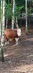 Byk odsadek hereford