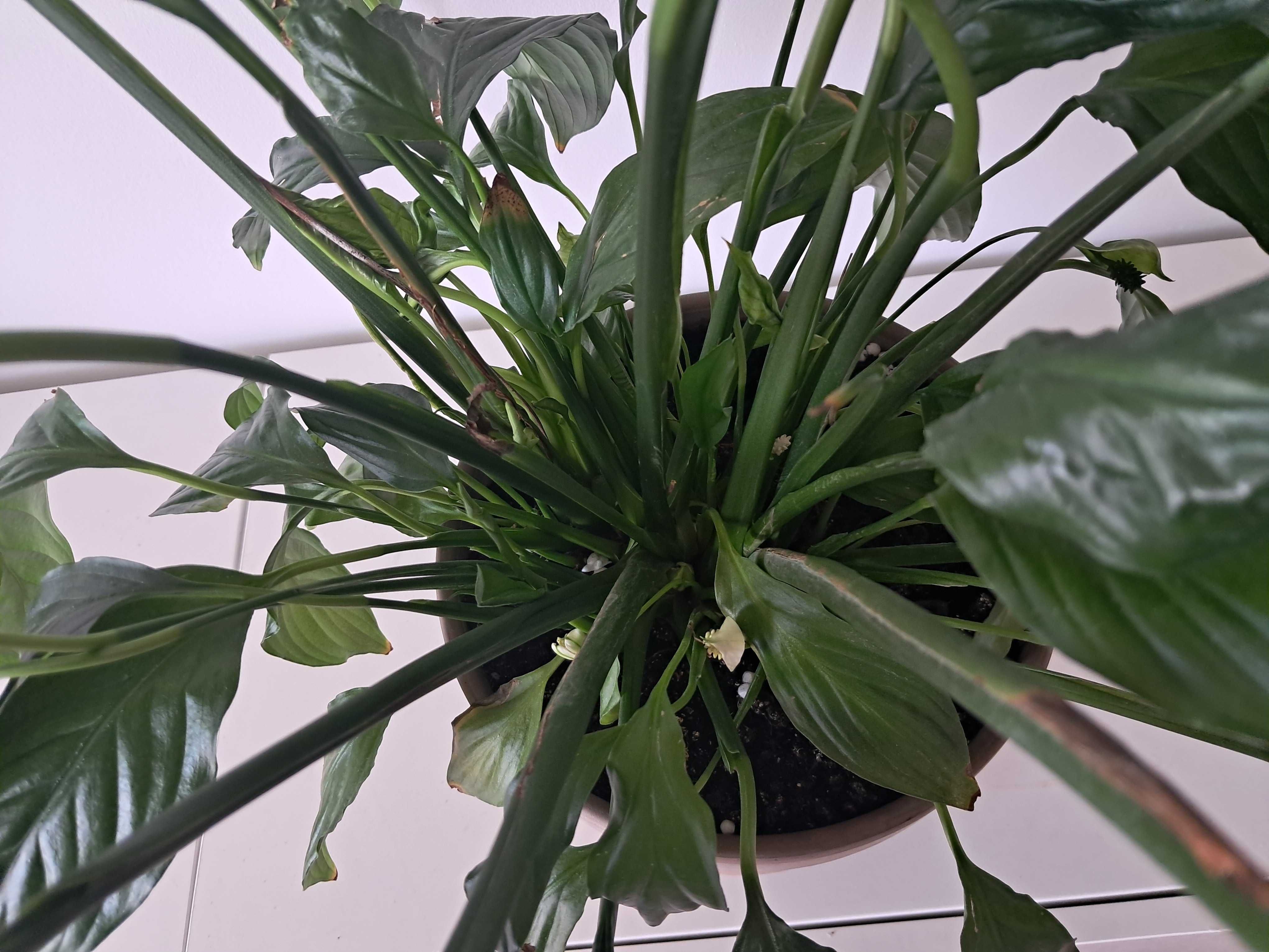 spatifilum, chlorophytum