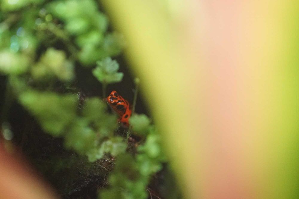 Oophaga pumilio bastimentos