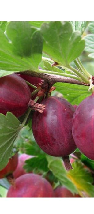 Саженцы крыжовника Высокий замок