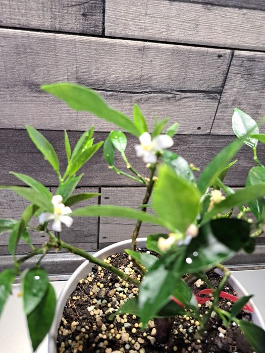 Лимон (лаймкват) "Таварес" з плодами