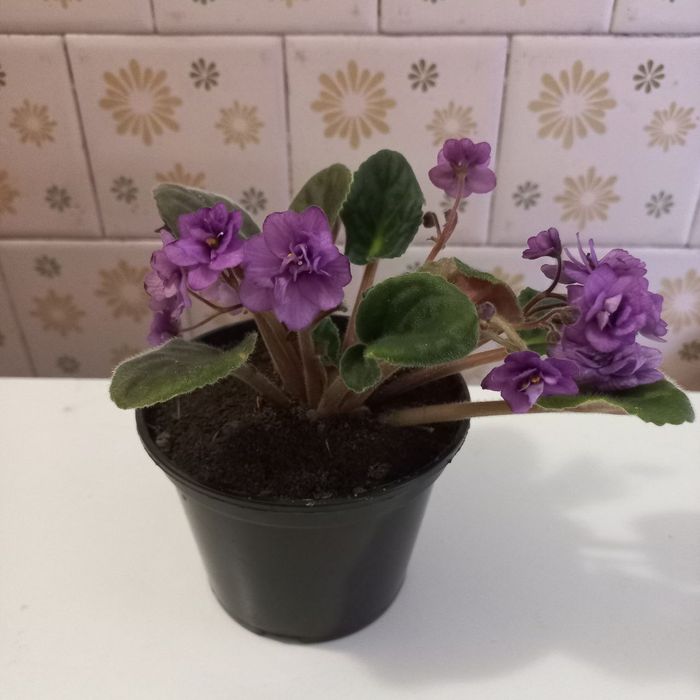 Продам фіалки вазон