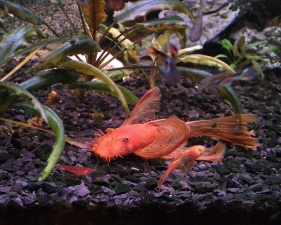 Ancistrus super red long fin adulto
