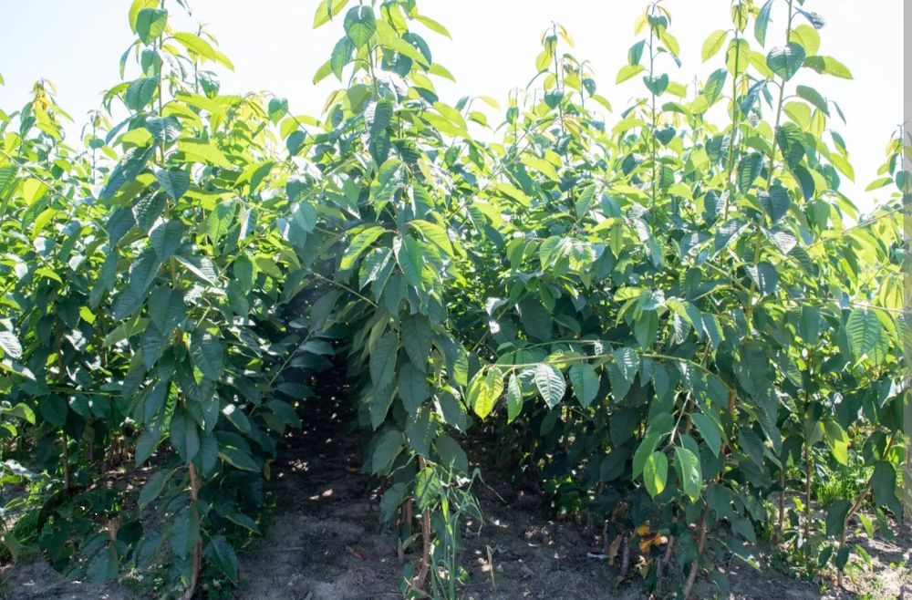 Саженцы плодовых Персик, Груши,Яблони, Нектарин, Абрикос, Колоновидные