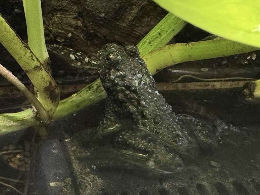 Kumak dorosly samiec dalekowschodni