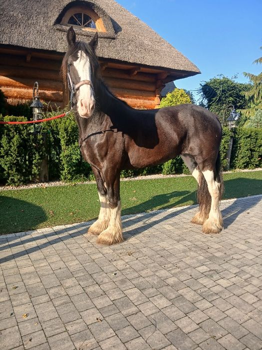 Klacz Shire siodło rekreacja