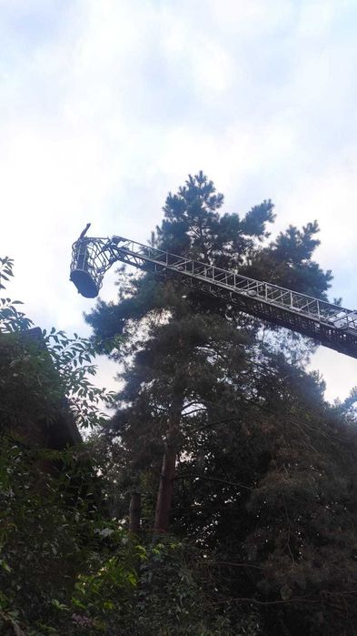 Wycinka i pielęgnacja drzew,  rębak  frezarka do pni