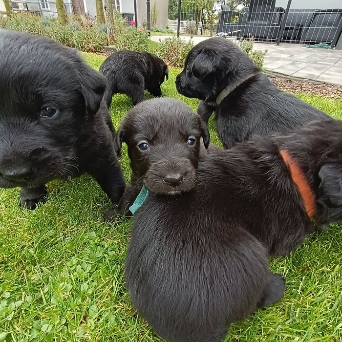 Oddam pieski 6 suczek labrador szpic szuka ciepłego domu