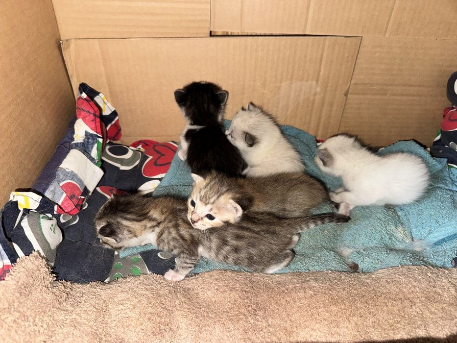 Adopção do gatinhos