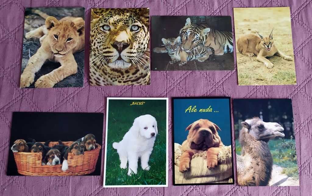 Pocztówki ze zwierzętami - 8 sztuk