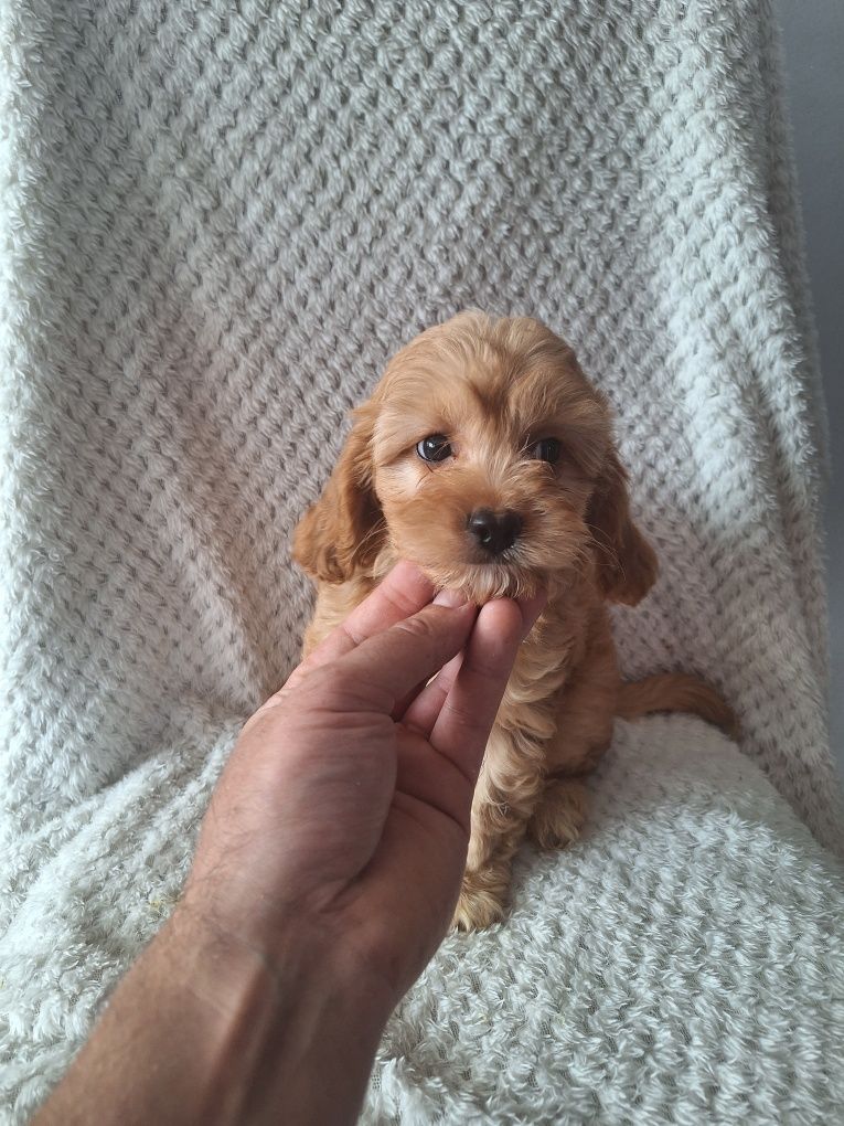 Cavalier-pudel-cavapoo