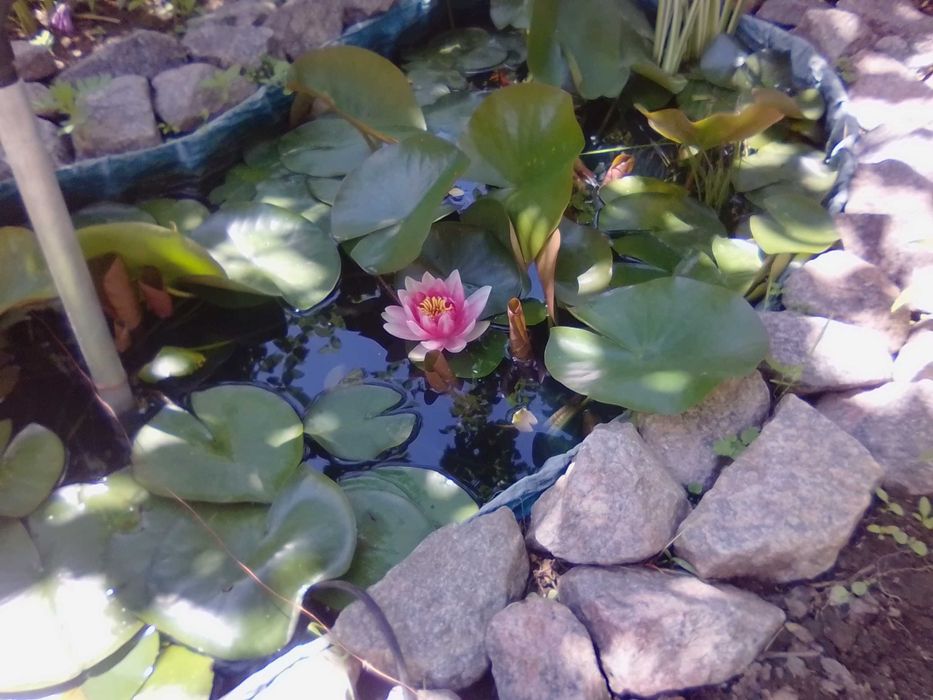 Растения для садового пруда лилия Аттракцион и пантедерия