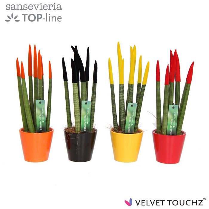 SANSEWIERIA Sansevieria wężownica Velvet Touchz + ozdobna doniczka