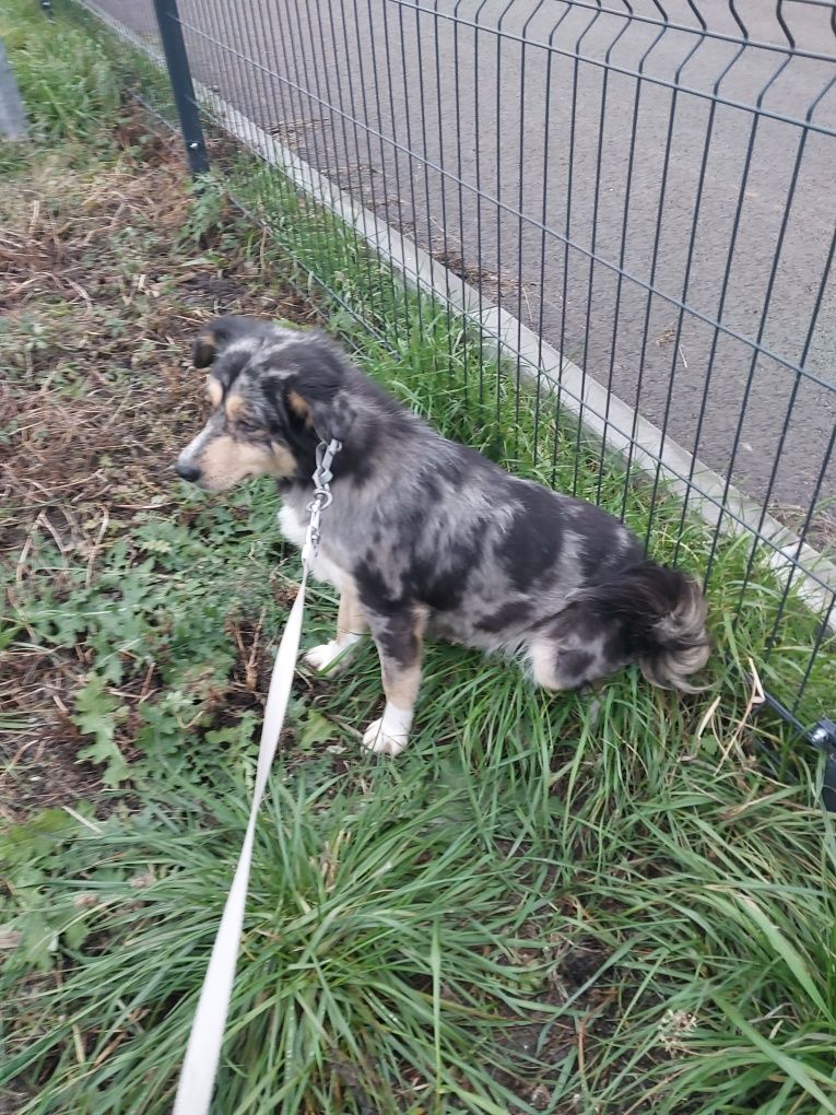 Oddam za darmo ze schroniska suczke po sterylizacji.