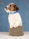 Jack Russell Terrier ZKwP FCI po Ch.PL rezerwacja