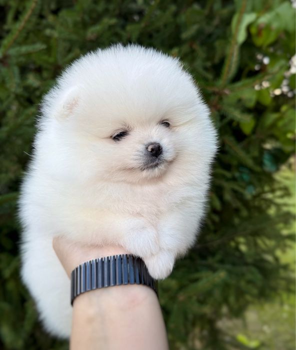 Pomeranian szpic miniaturowy Suczka Zkwp FCI MIŚ