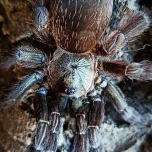 Psalmopoeus reduncus adult samica ptasznik / pająk