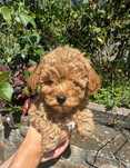 Poodle Caniche Toy macho, abricot, já pronto para nova família